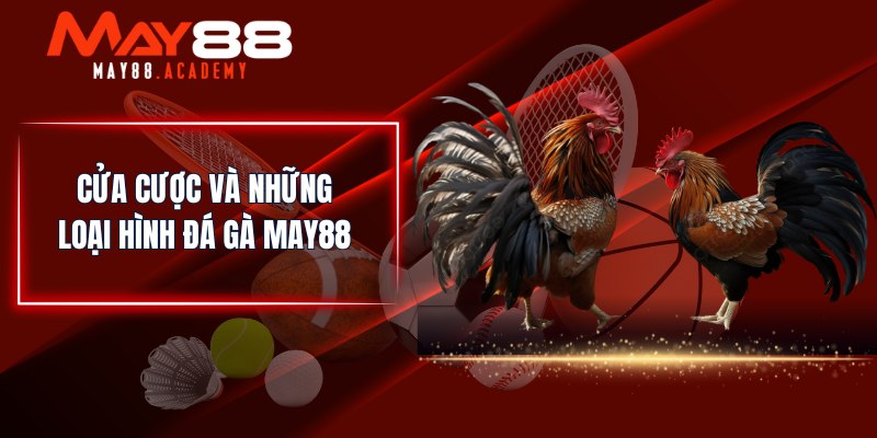 Cửa cược và những loại hình Đá Gà MAY88 