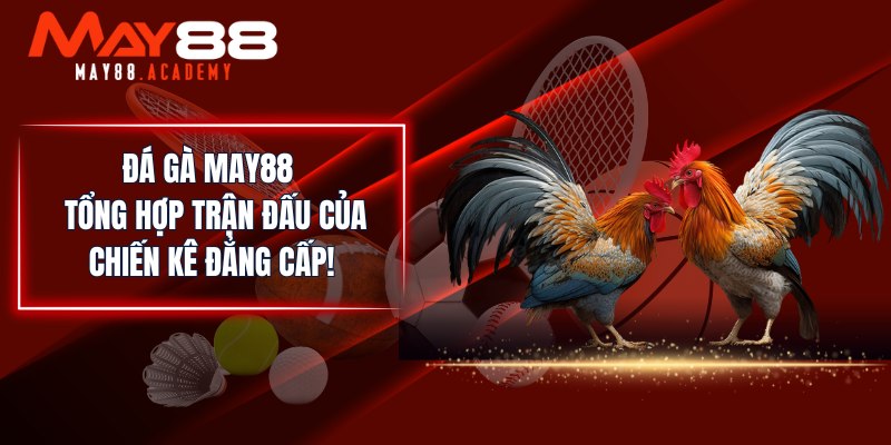 Đá Gà MAY88 - Tổng Hợp Trận Đấu Của Chiến Kê Đẳng Cấp!